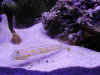 Goby1228992.JPG (70568 bytes)