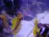 cleanershrimp.jpg (48440 bytes)
