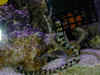 feeding1.JPG (54458 bytes)