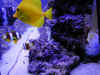 tangclownfeeding.jpg (79696 bytes)